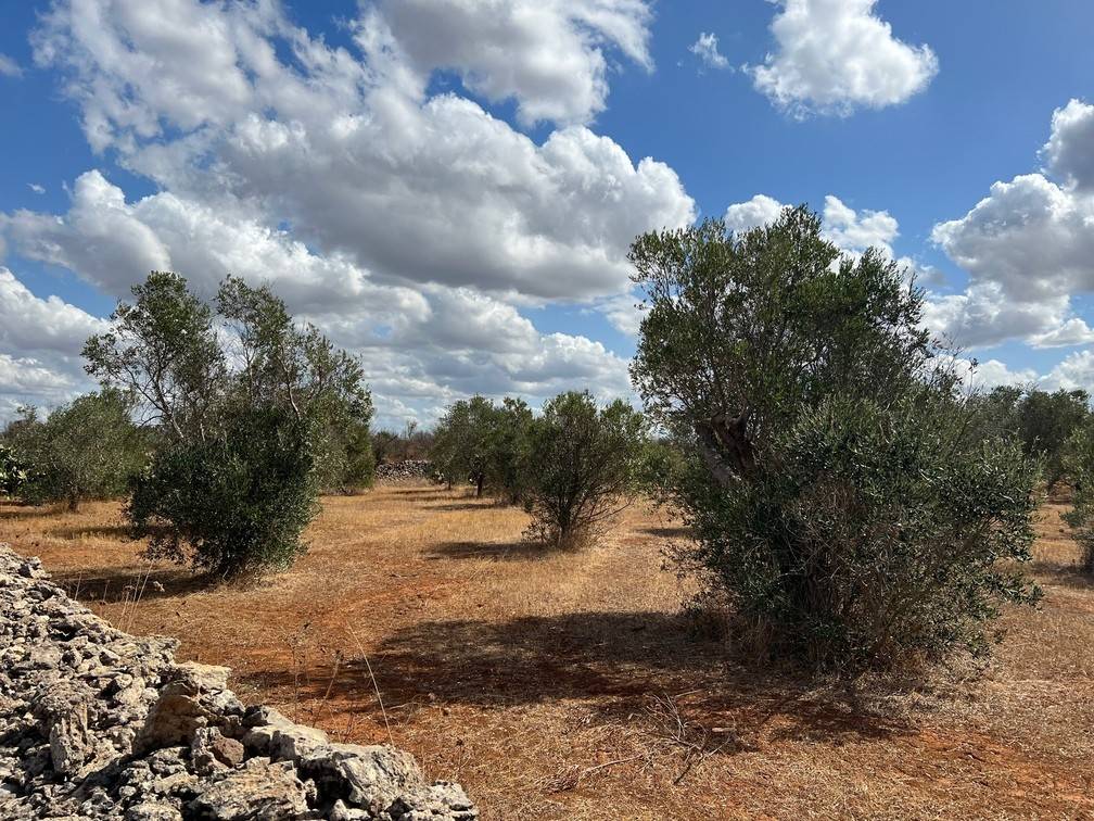 Terreno a Gallipoli in Località Monnittola - Foto 2