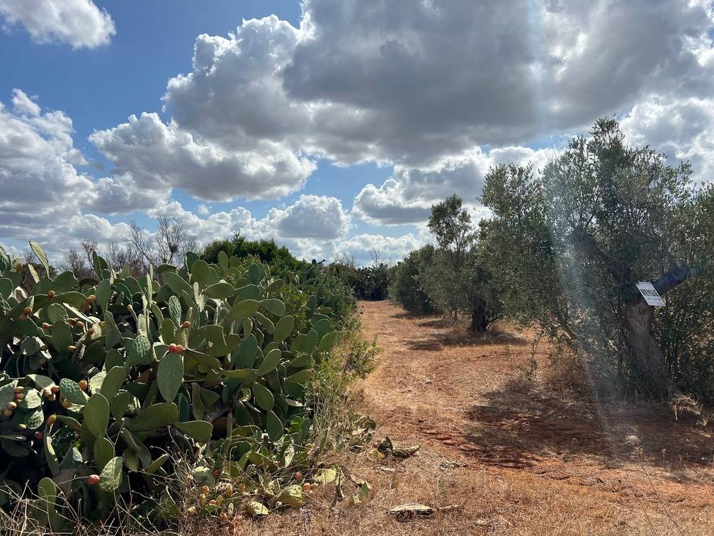 Terreno a Gallipoli in Località Monnittola - Foto 3
