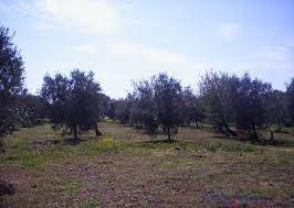 Terreno a Castellammare del golfo in Contrada Fraginesi - Foto 2