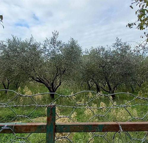 Terreno a Civitella d'agliano - Foto 2