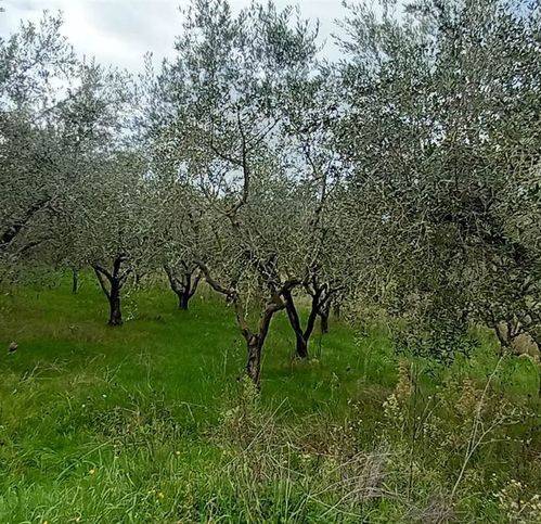 Terreno a Civitella d'agliano - Foto 3