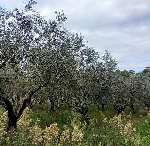 Terreno a Civitella d'agliano - Foto 4