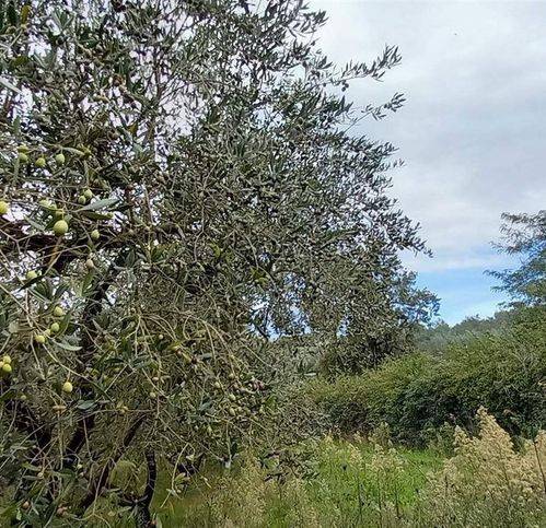 Terreno a Civitella d'agliano - Foto 5