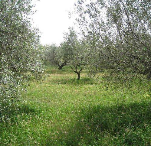 Terreno a Montefiascone - Foto 4