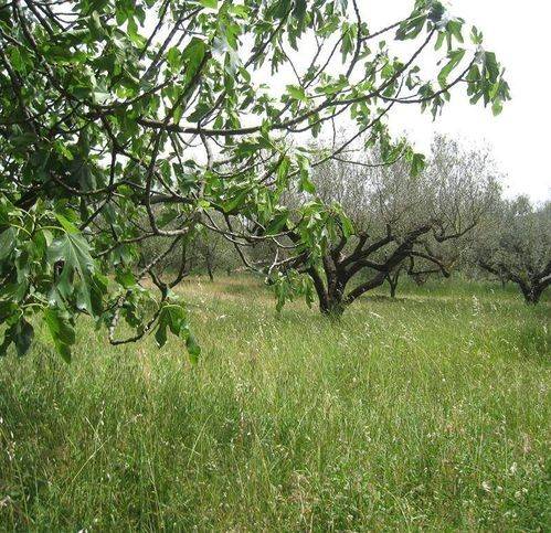 Terreno a Montefiascone - Foto 5