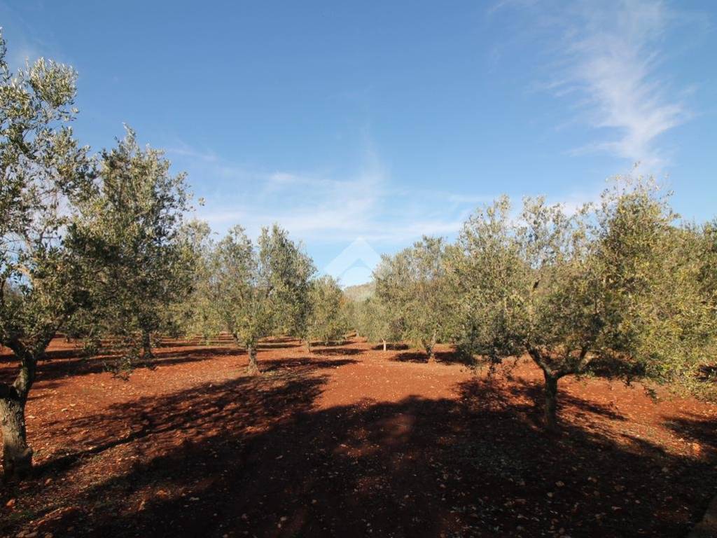 Rustico / casale a Ostuni - Foto 3