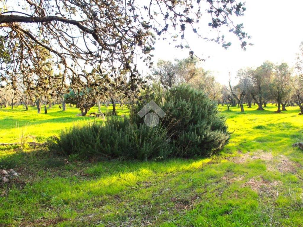 Terreno a Carovigno in Contrada Colacavallo - Foto 3