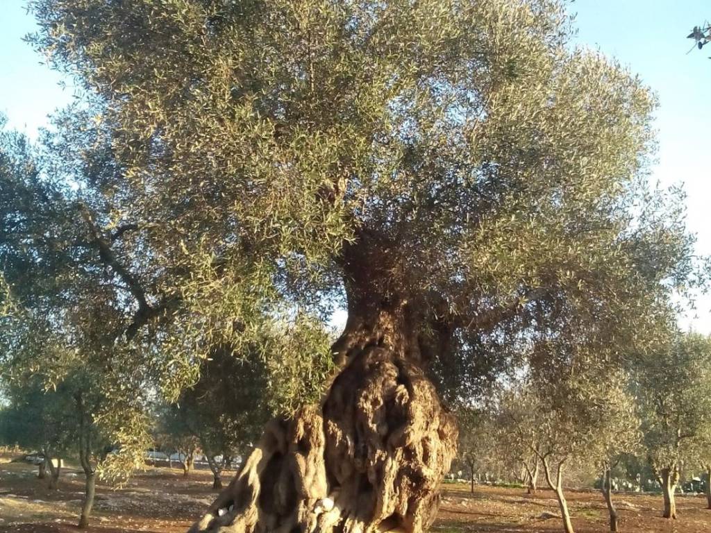 Terreno a Ostuni in Viale Raone da Ostuni - Foto 2
