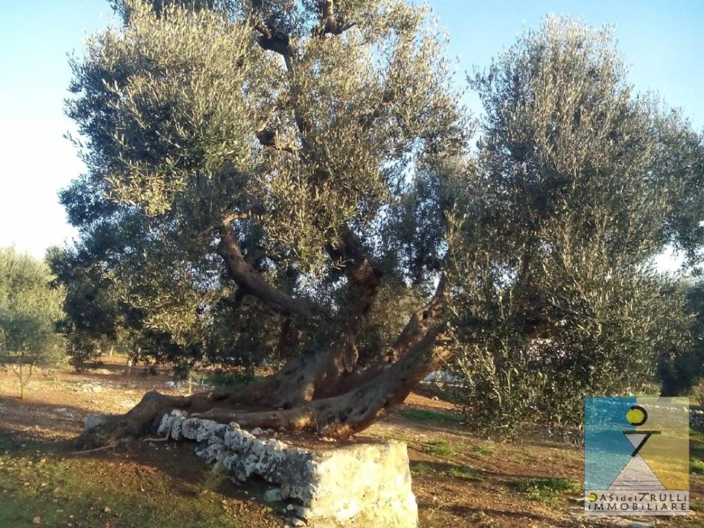 Terreno a Ostuni in Viale Raone da Ostuni - Foto 3