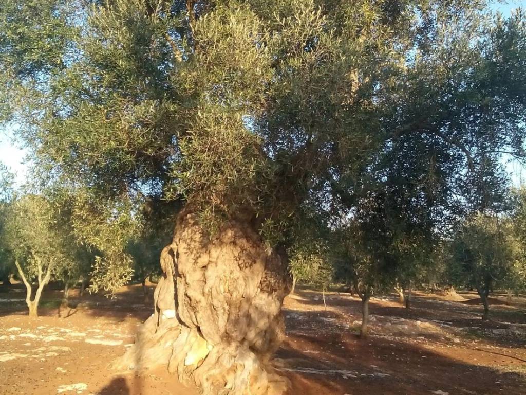 Terreno a Ostuni in Viale Raone da Ostuni - Foto 4