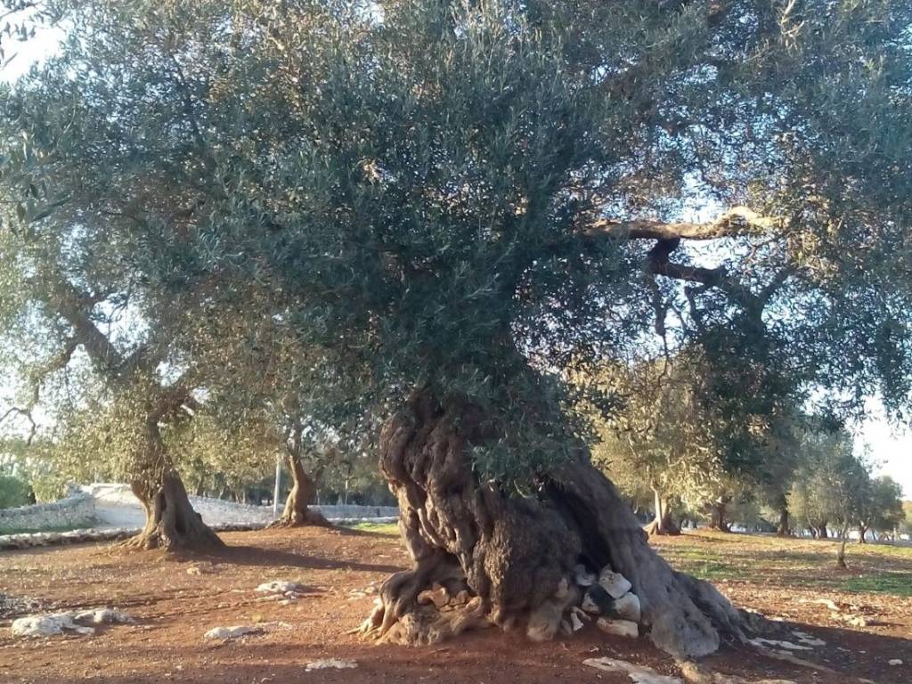 Terreno a Ostuni in Viale Raone da Ostuni - Foto 5