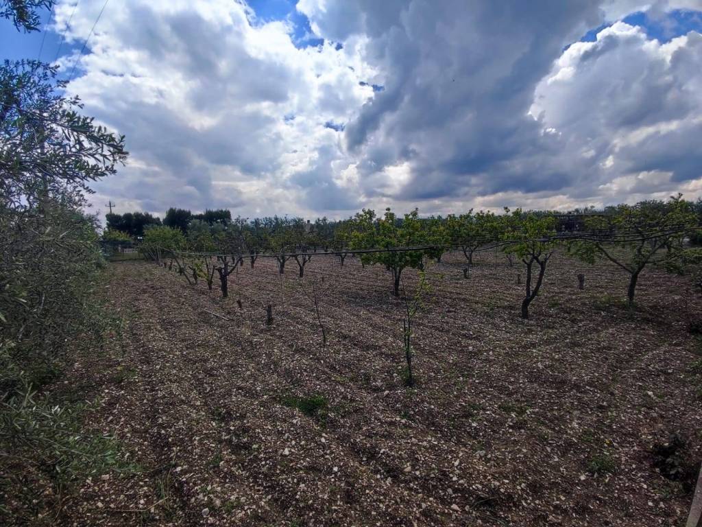 Terreno a Trani in Strada Vicinale Vecchia Bisceglie - Foto 2