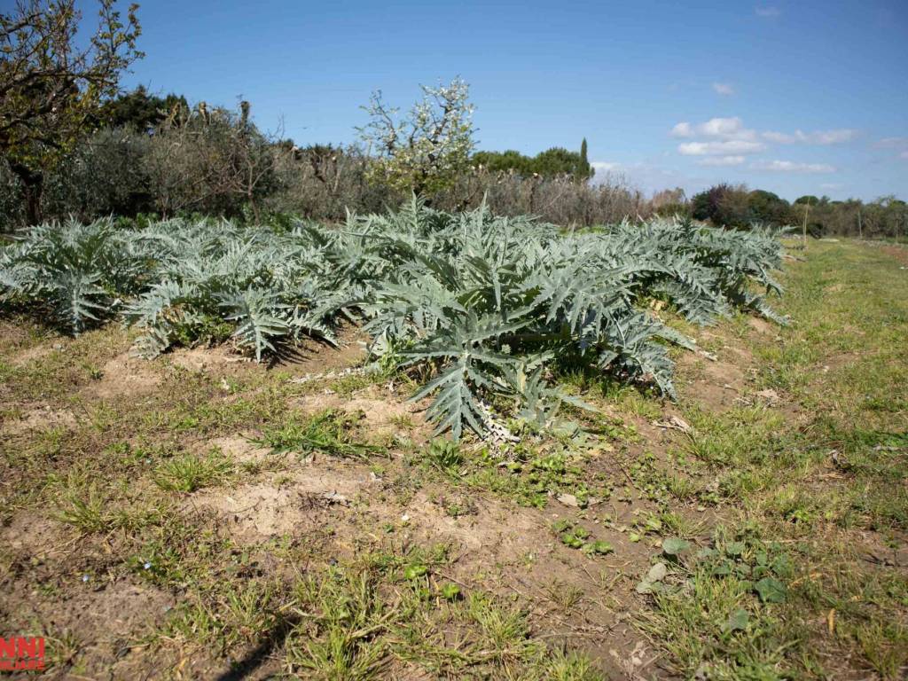 Terreno a Cecina in Via Aurelia Sud - Foto 2