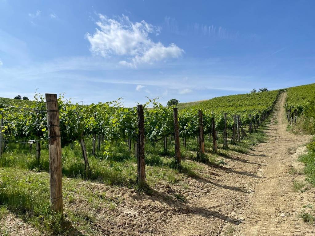 Rustico / casale a Cassine in Strada Ricaldone di Sotto, 66 - Foto 3
