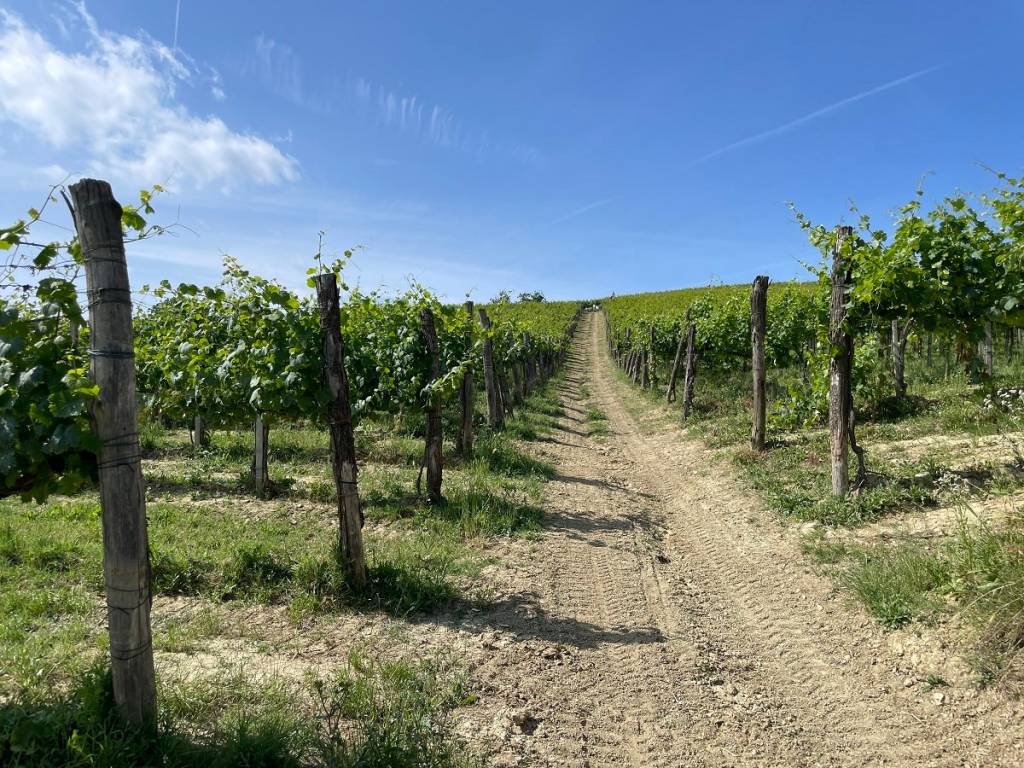 Rustico / casale a Cassine in Strada Ricaldone di Sotto, 66 - Foto 4