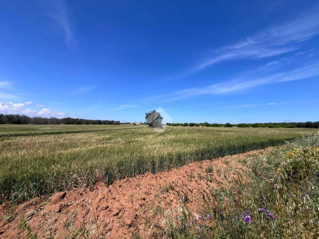 Terreno a Mesagne in Via adua - Foto 2