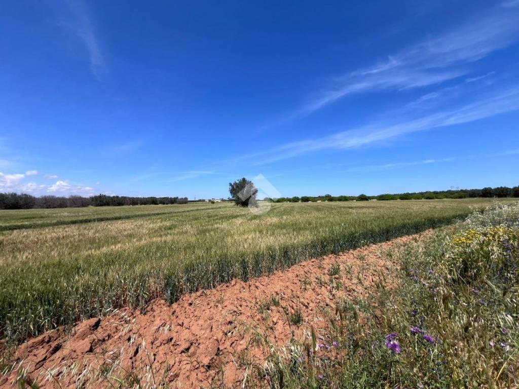 Terreno a Mesagne in Via adua - Foto 3