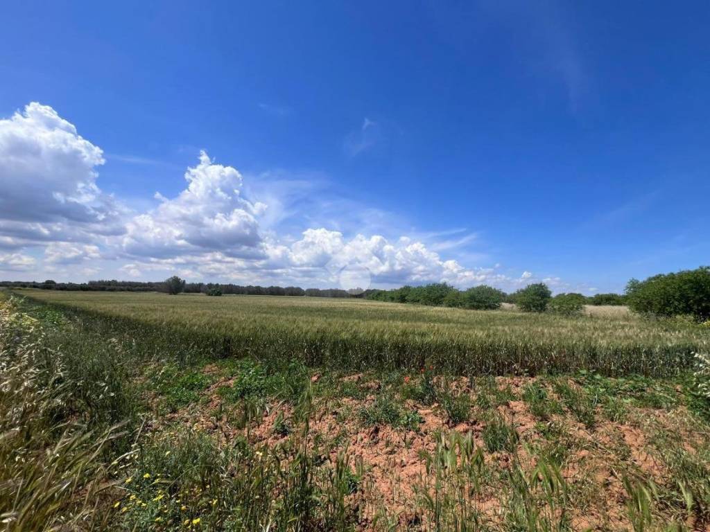 Terreno a Mesagne in Via adua - Foto 4