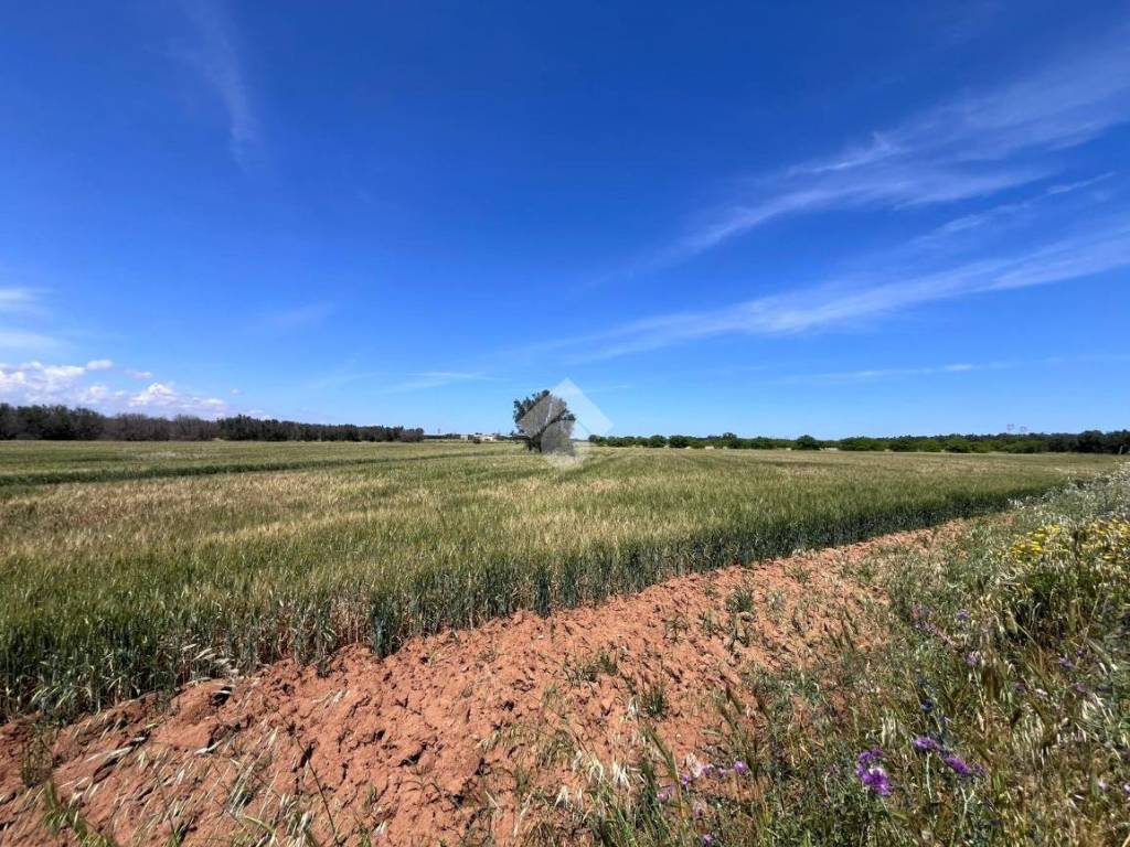 Terreno a Mesagne in Via adua - Foto 5