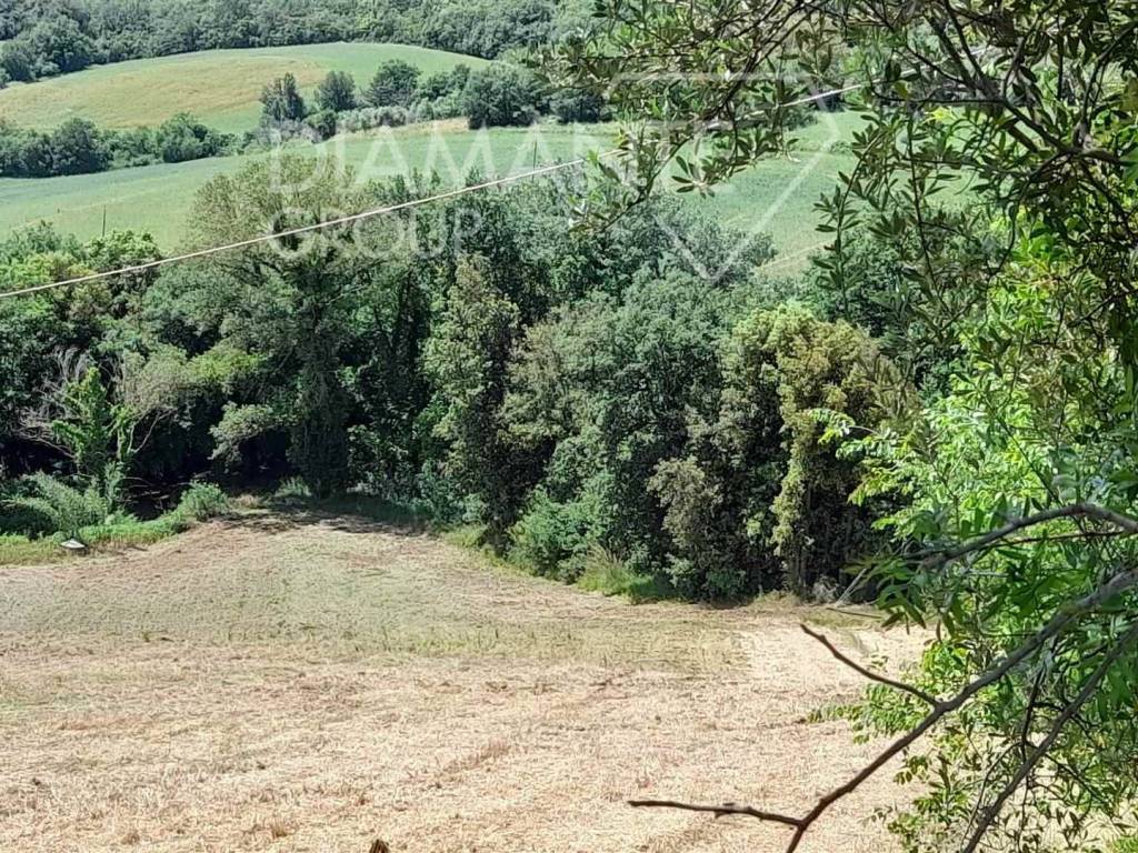 Terreno a Cinigiano - Foto 3