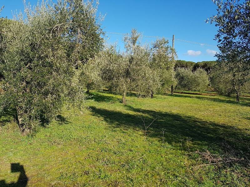 Terreno a Piombino in Località Le Scopaie - Foto 2