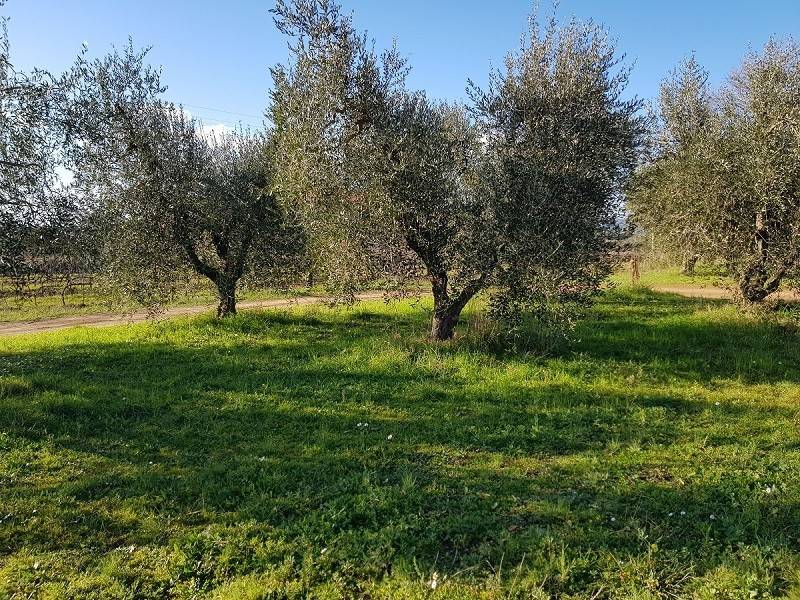 Terreno a Piombino in Località Le Scopaie - Foto 3
