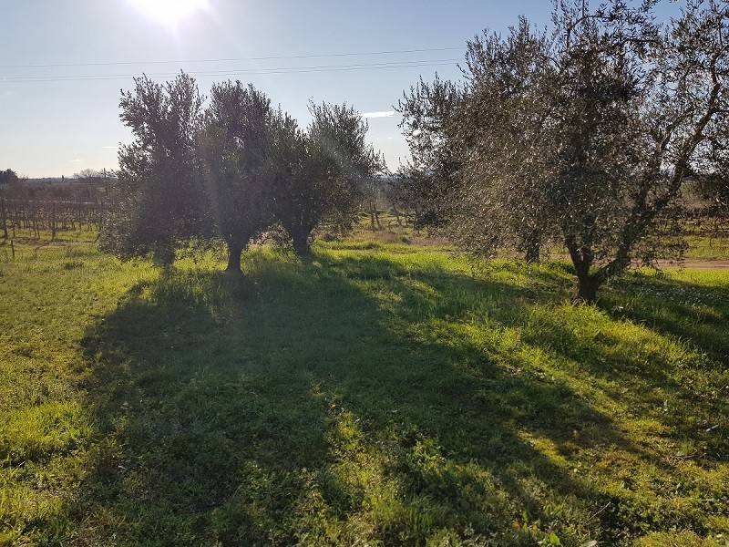 Terreno a Piombino in Località Le Scopaie - Foto 4