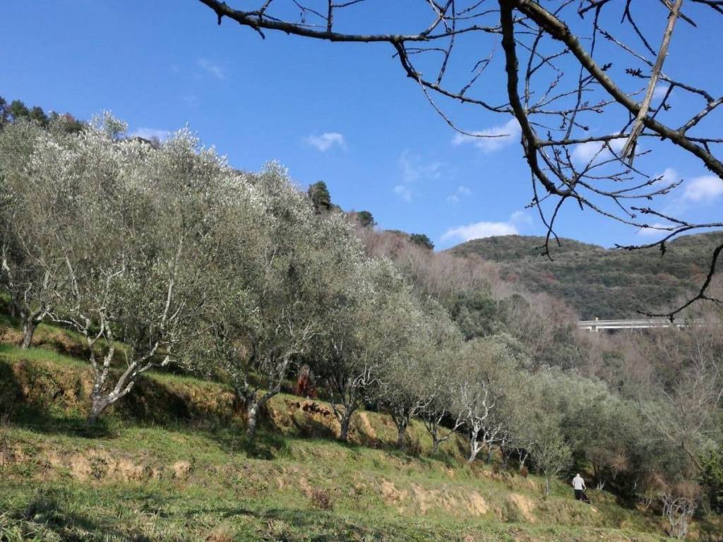 Villa a Massarosa - Foto 4