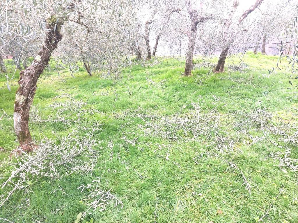 Terreno a Castelfranco piandisco in Via Divisione Garibaldi - Foto 4