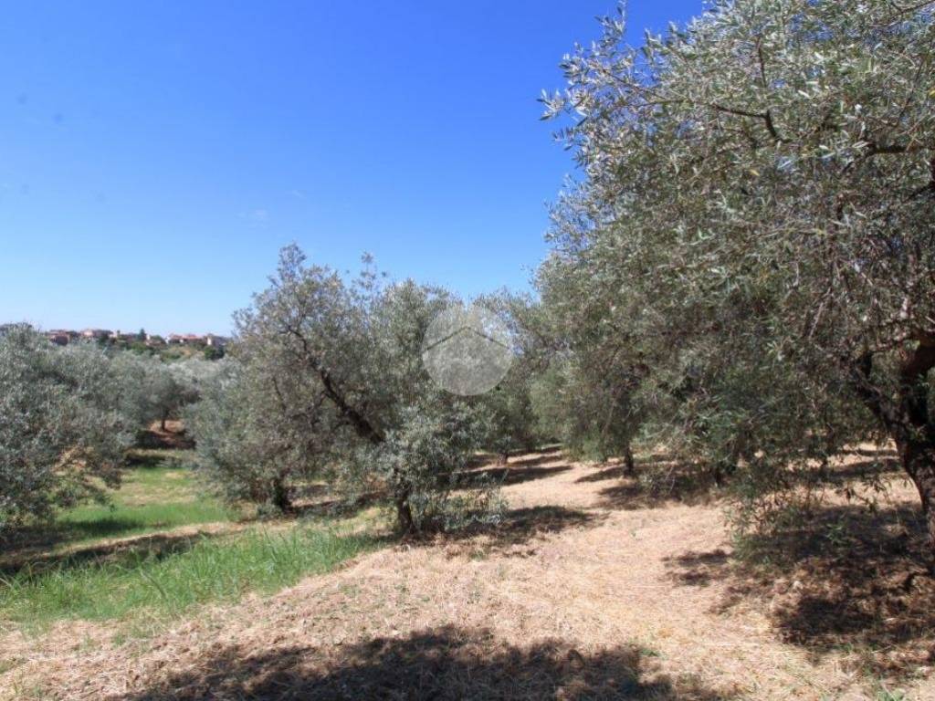 Terreno a Fara in sabina in Strada provinciale 41/c, 1 - Foto 3