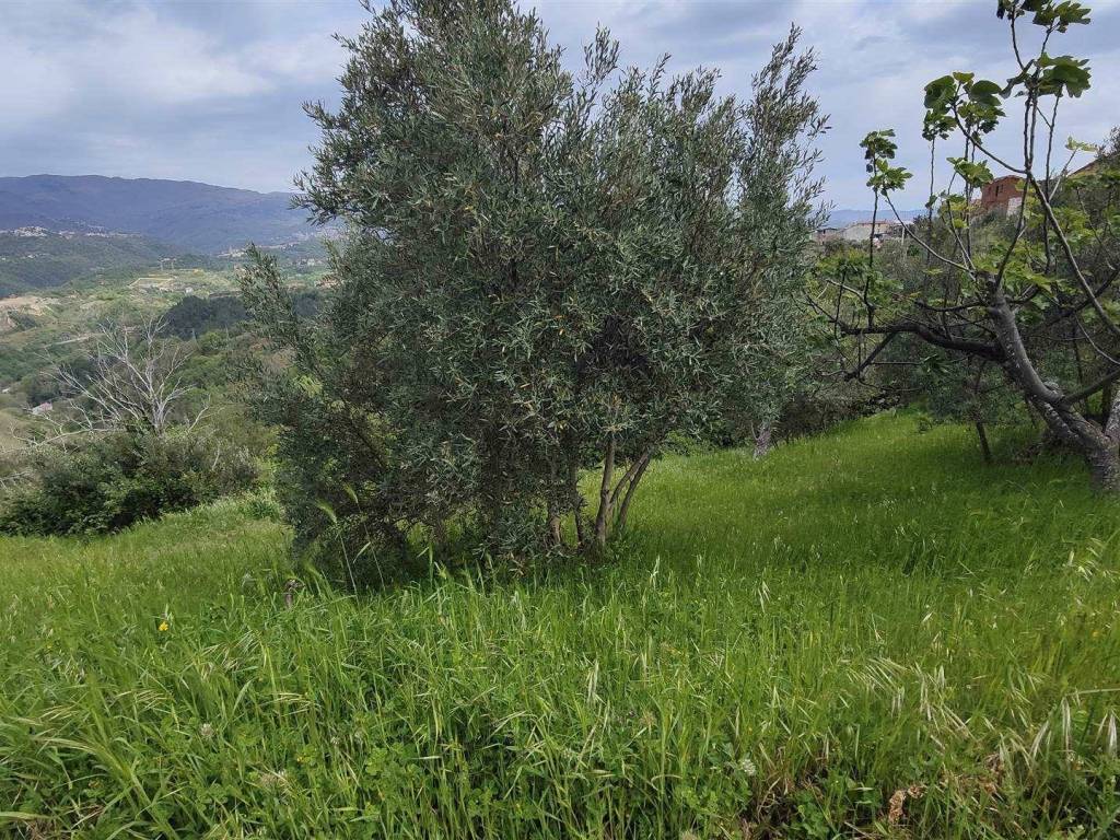 Terreno a Cosenza - Foto 2