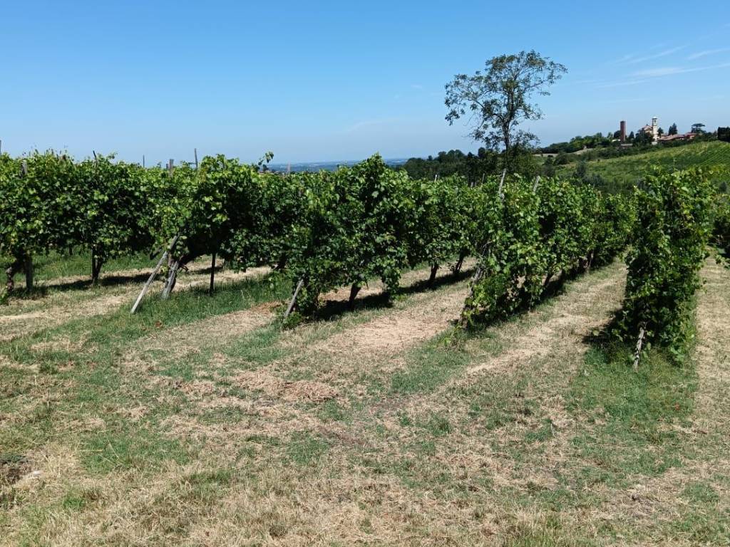 Terreno a Montù beccaria - Foto 5