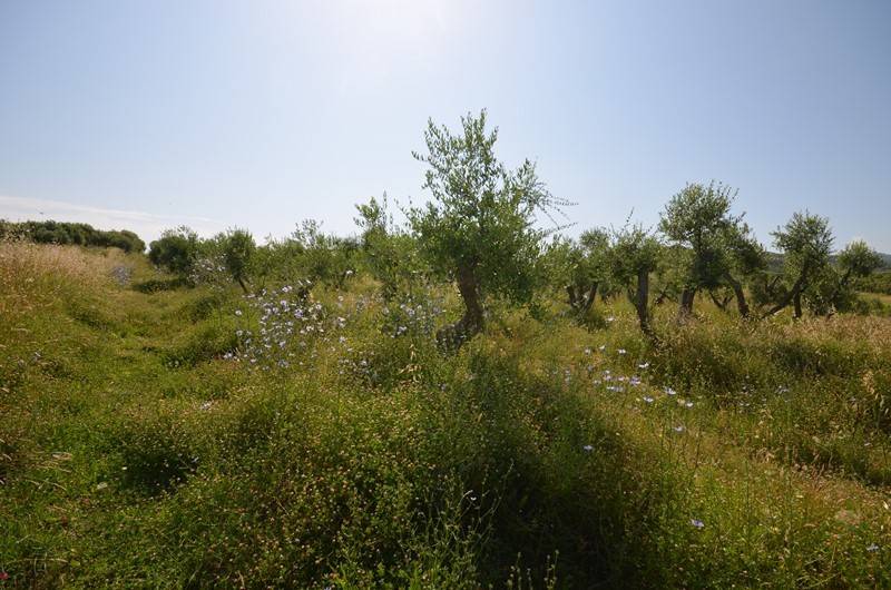 Terreno a Castel del piano in Via dell'Orcia - Foto 4