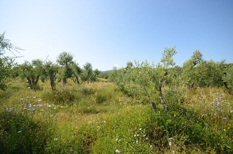 Terreno a Castel del piano in Via dell'Orcia - Foto 5