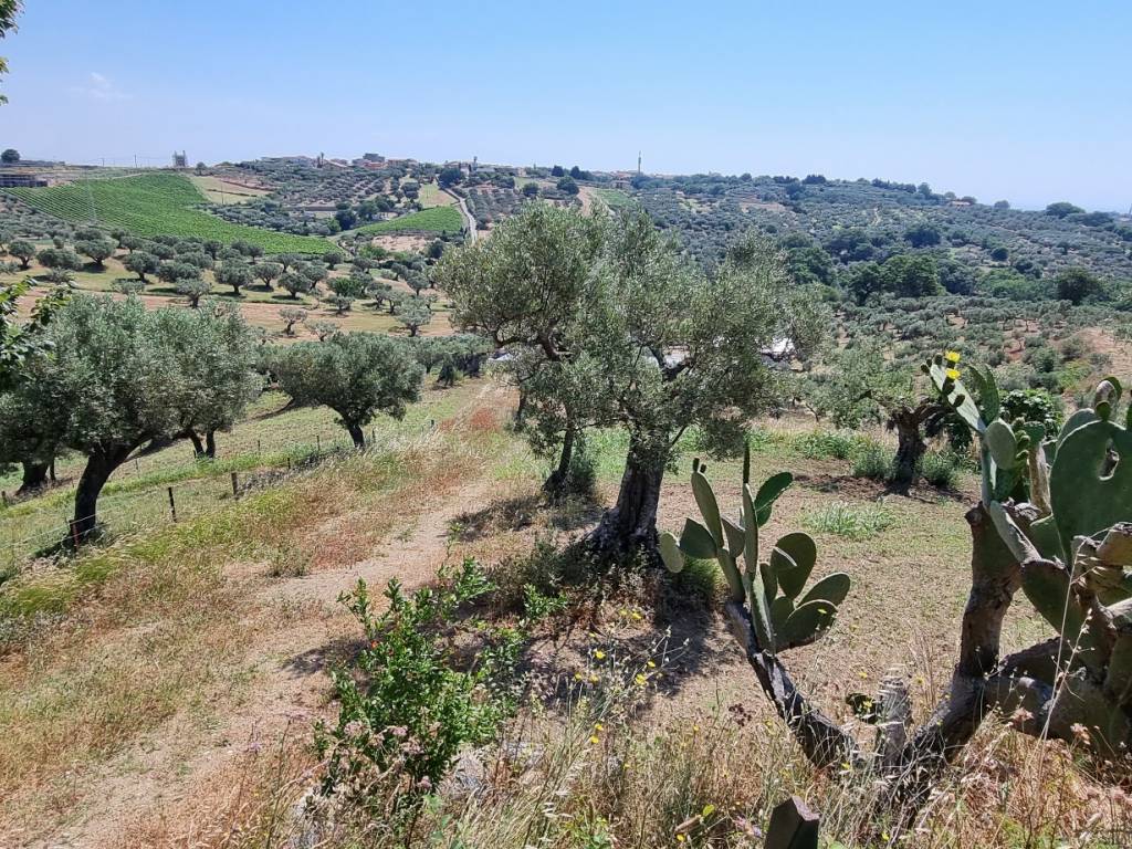 Terreno a Stalettì in Strada Provinciale Centoventidue, 29 - Foto 3