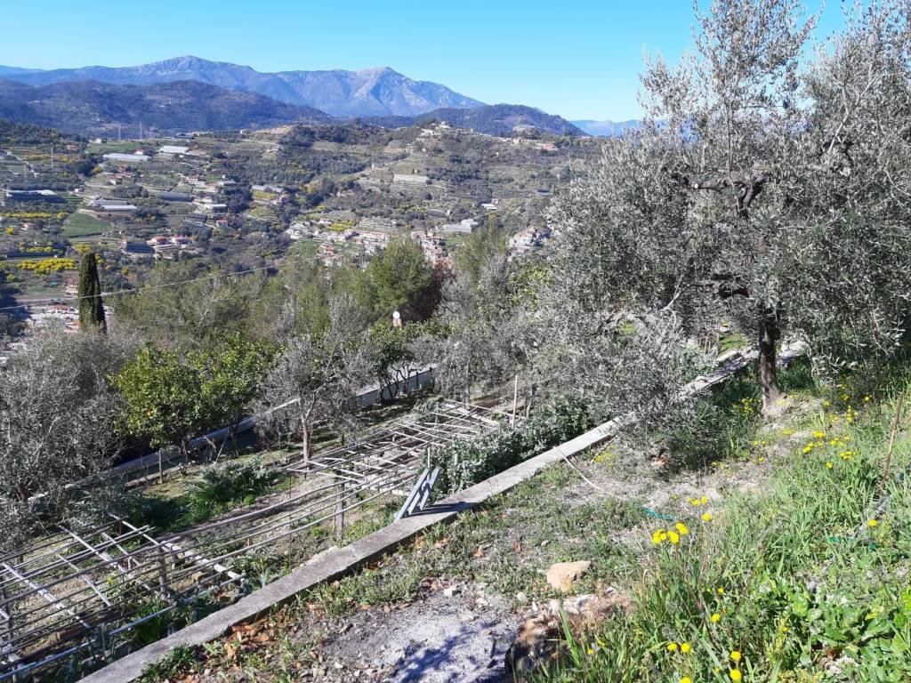 Terreno a Vallebona in vallebona - Foto 2