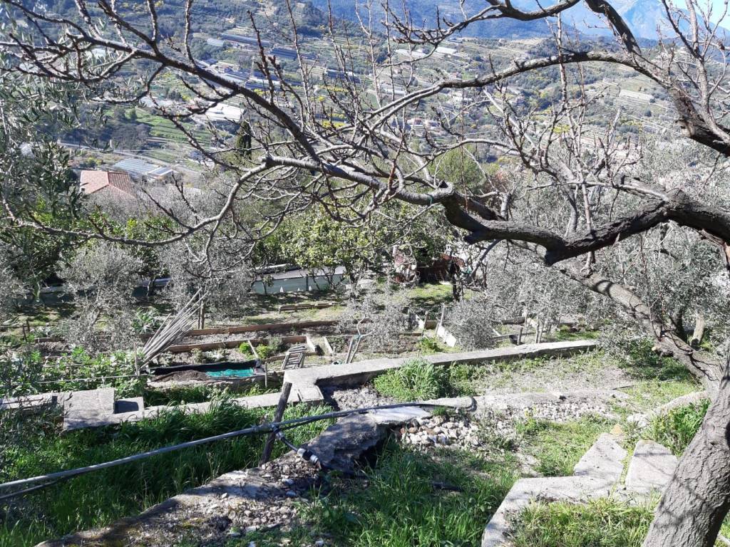 Terreno a Vallebona in vallebona - Foto 5