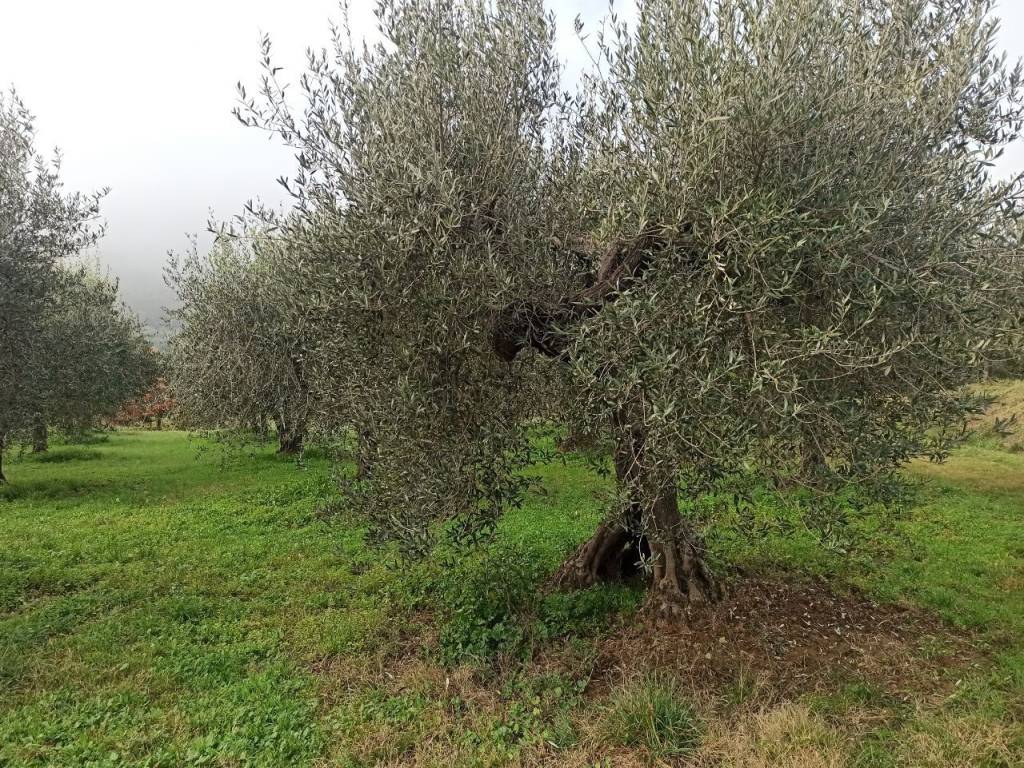 Terreno a Panicale in Via del Lago, 10 - Foto 3