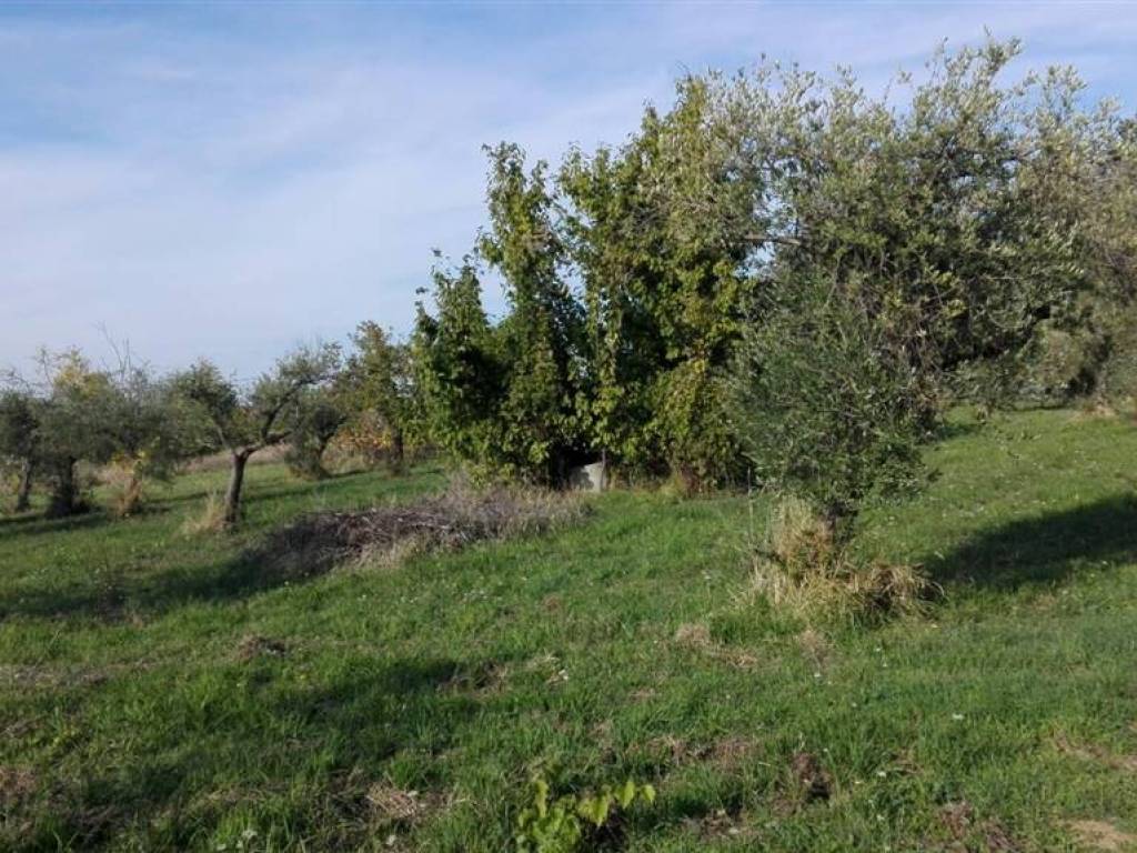 Terreno a Orsogna - Foto 2