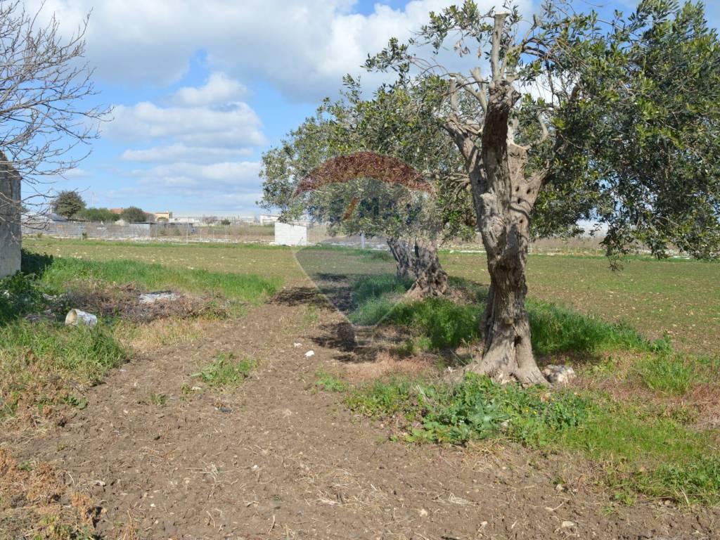 Terreno a Pachino in Contrada Cozzo Croce - Foto 4