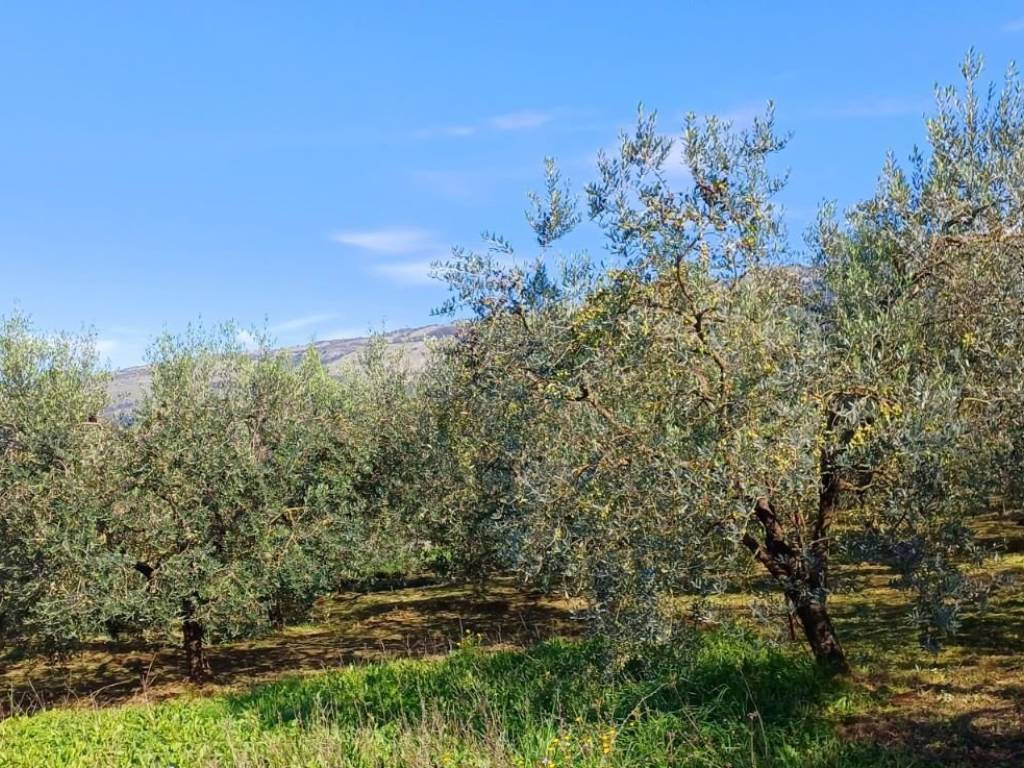 Rustico / casale a Paliano in Contrada Martinaccio - Foto 5
