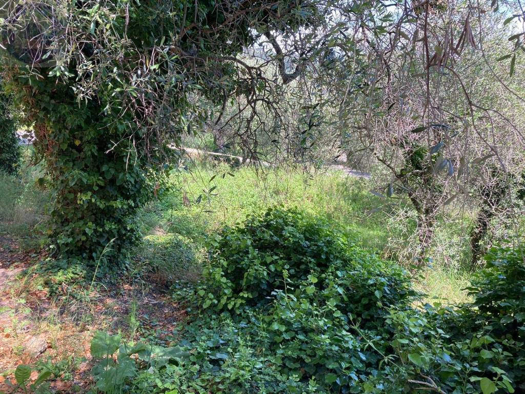 Terreno a Cipressa - Foto 2