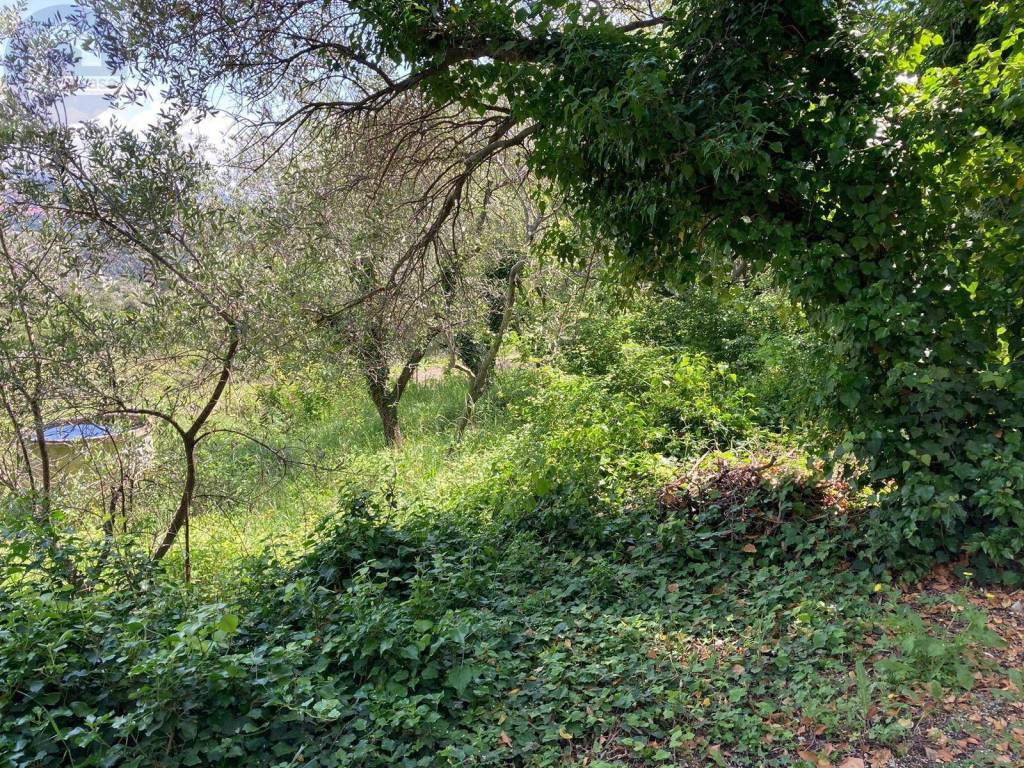 Terreno a Cipressa - Foto 3