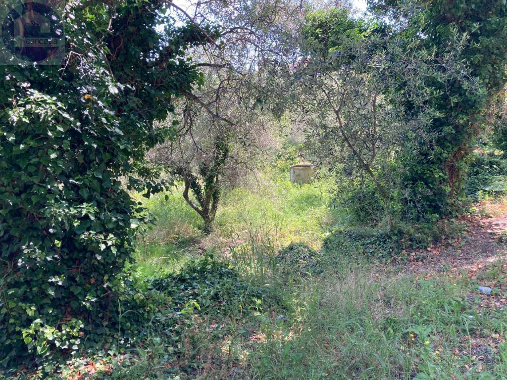 Terreno a Cipressa - Foto 5