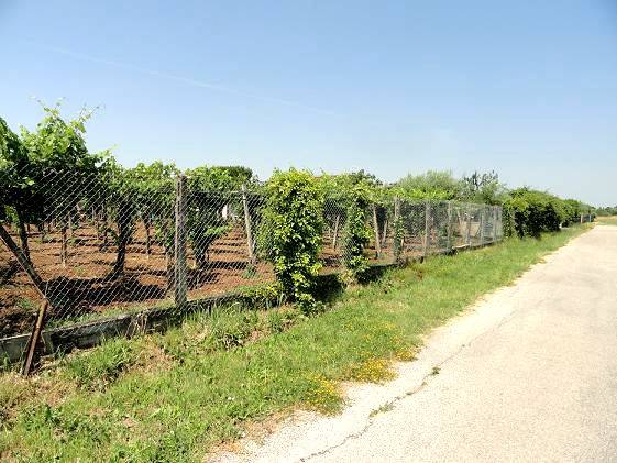 Terreno a Aprilia - Foto 4