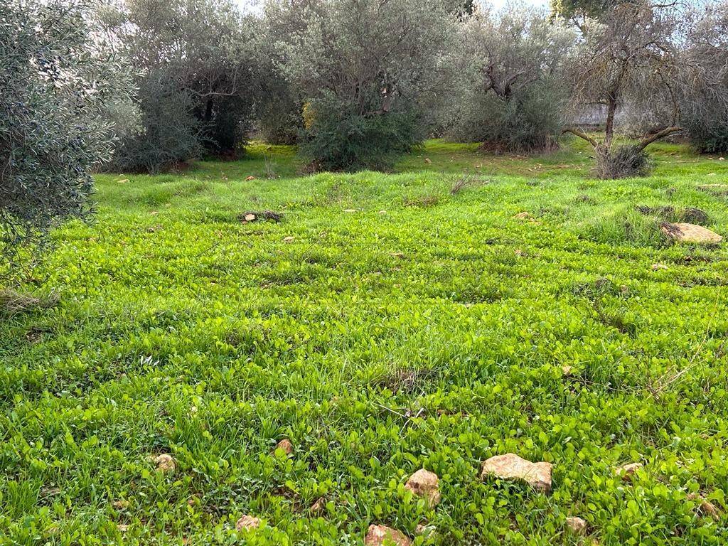 Terreno a Caltanissetta in Via dei Gelsi di Niscima, 1 - Foto 4