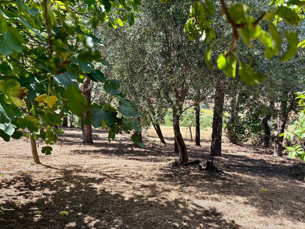 Villa a Belvedere ostrense - Foto 4