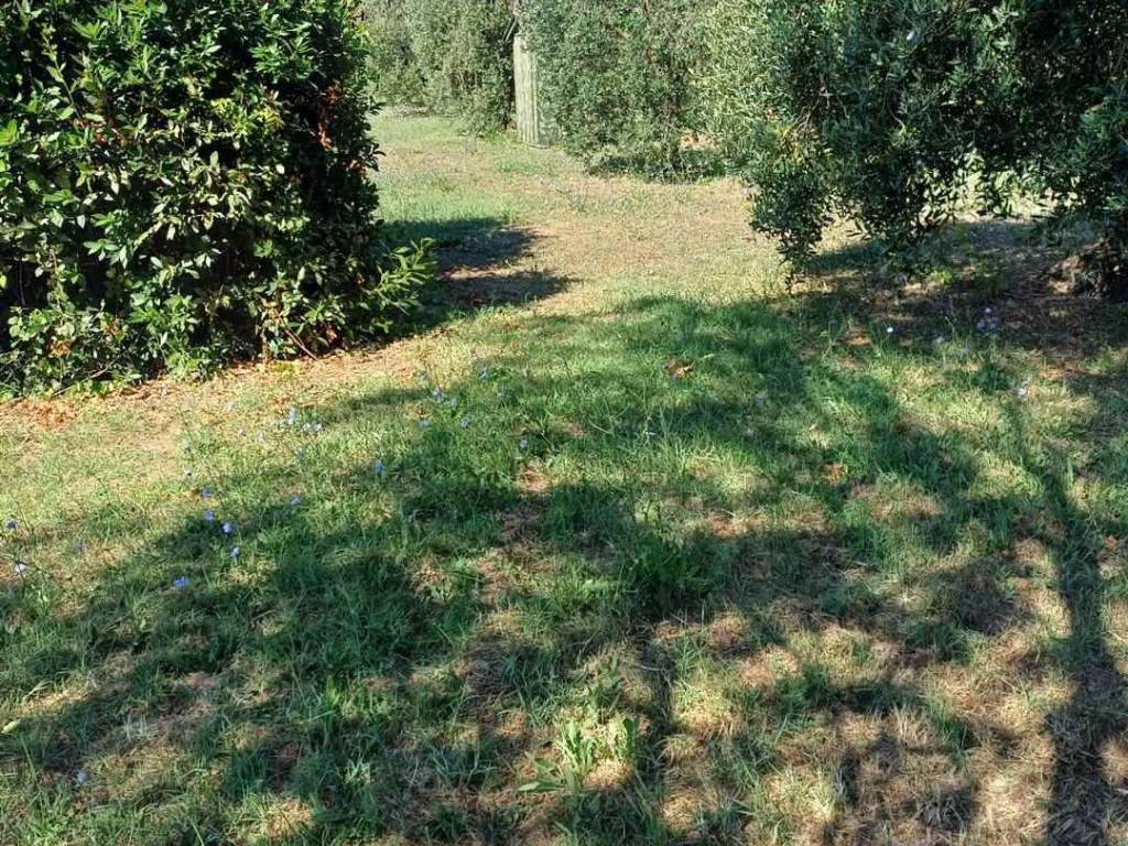 Appartamento a Campiglia marittima - Foto 5