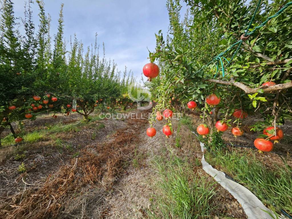 Terreno a Ispica in contrada miucia - Foto 3