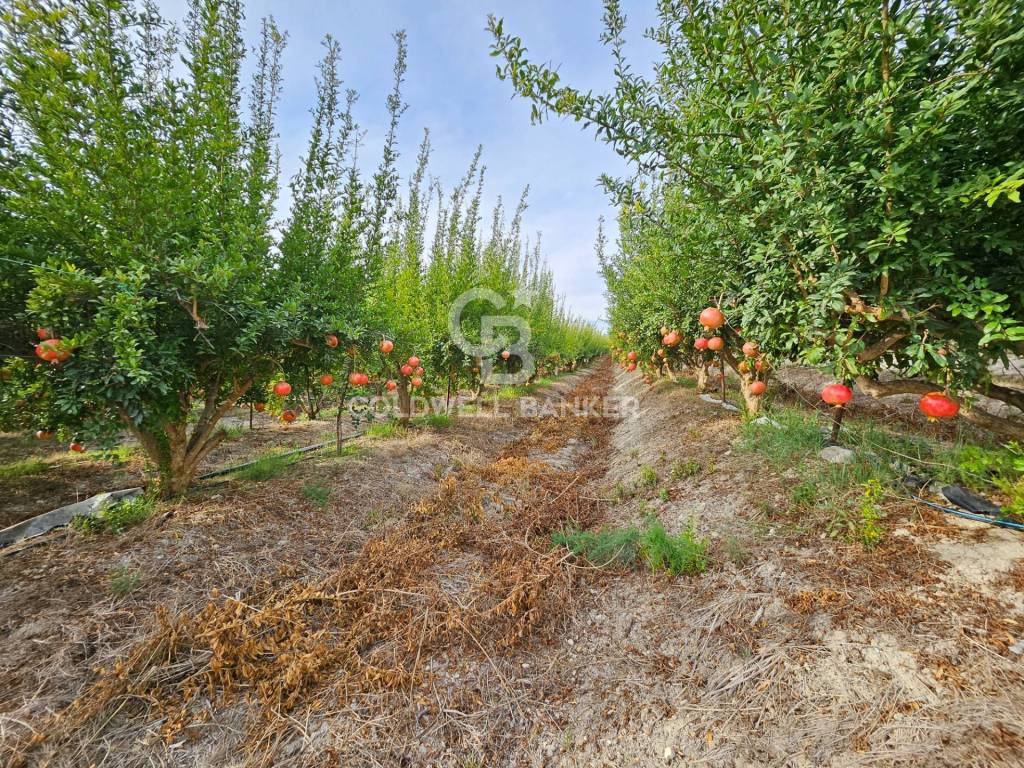 Terreno a Ispica in contrada miucia - Foto 4